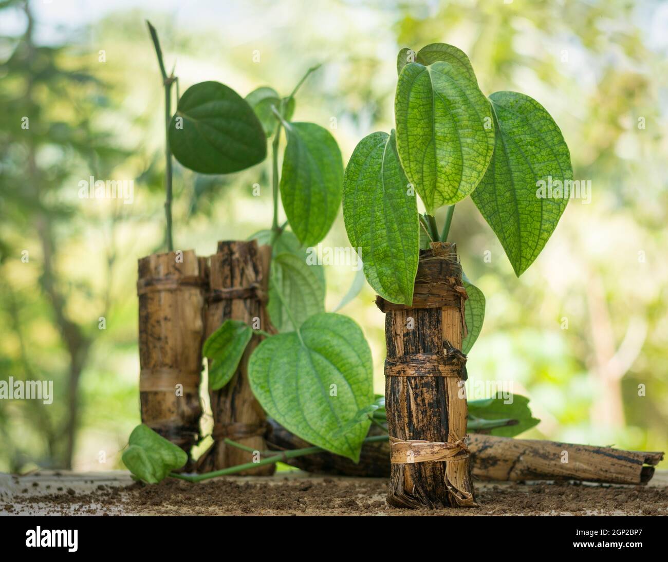 jeunes plants de poivre noir, piper nigrum poussant dans des pots de feuilles de banane biodégradables naturels dans le jardin Banque D'Images