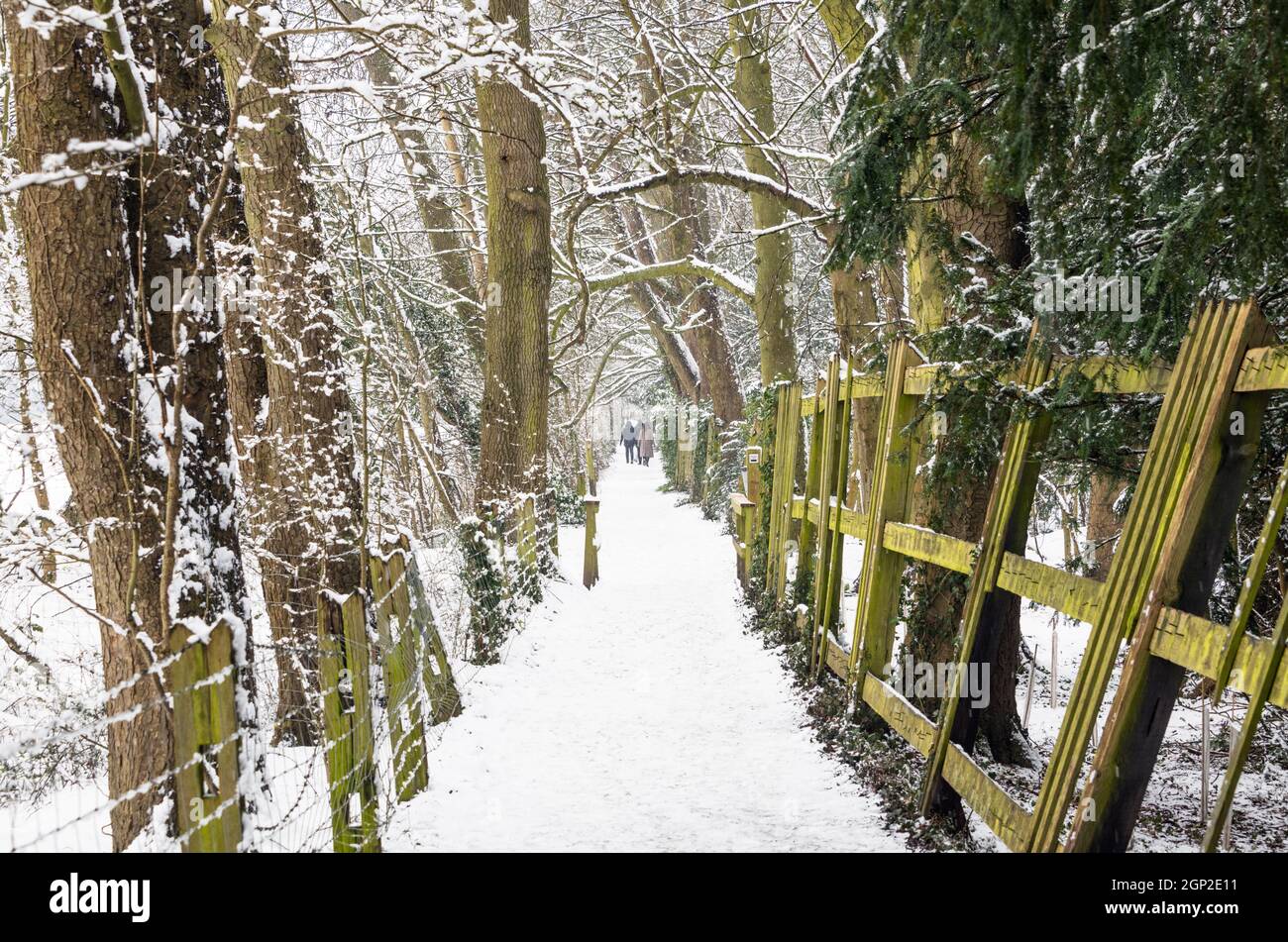 Marcheurs sur le sentier dans la réserve naturelle de Darlands, Borough of Barnett, Londres, Angleterre Banque D'Images