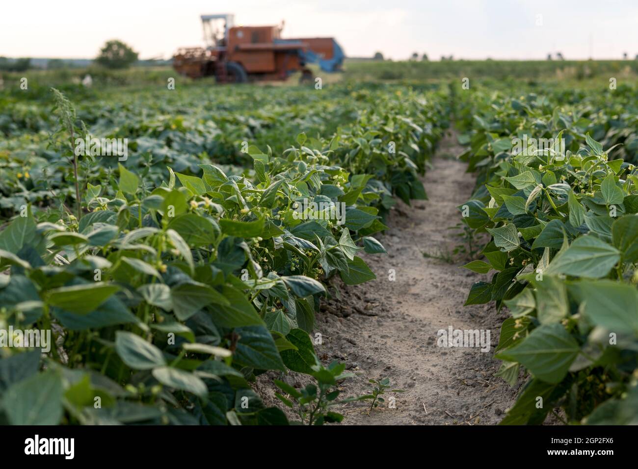 la moissonneuse-batteuse passe à côté de la culture de haricots verts dans le champ Banque D'Images