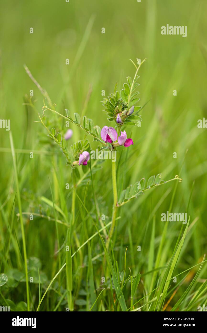 Gros plan d'une fleur commune isolée de vesce sur Morgans Hill un site d'intérêt scientifique spécial (SSSI), Wiltshire, Angleterre, Royaume-Uni Banque D'Images