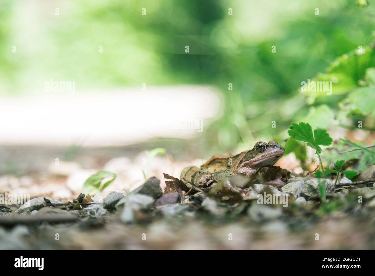 Gros plan d'une grenouille sur un sol pierreux dans la forêt Banque D'Images