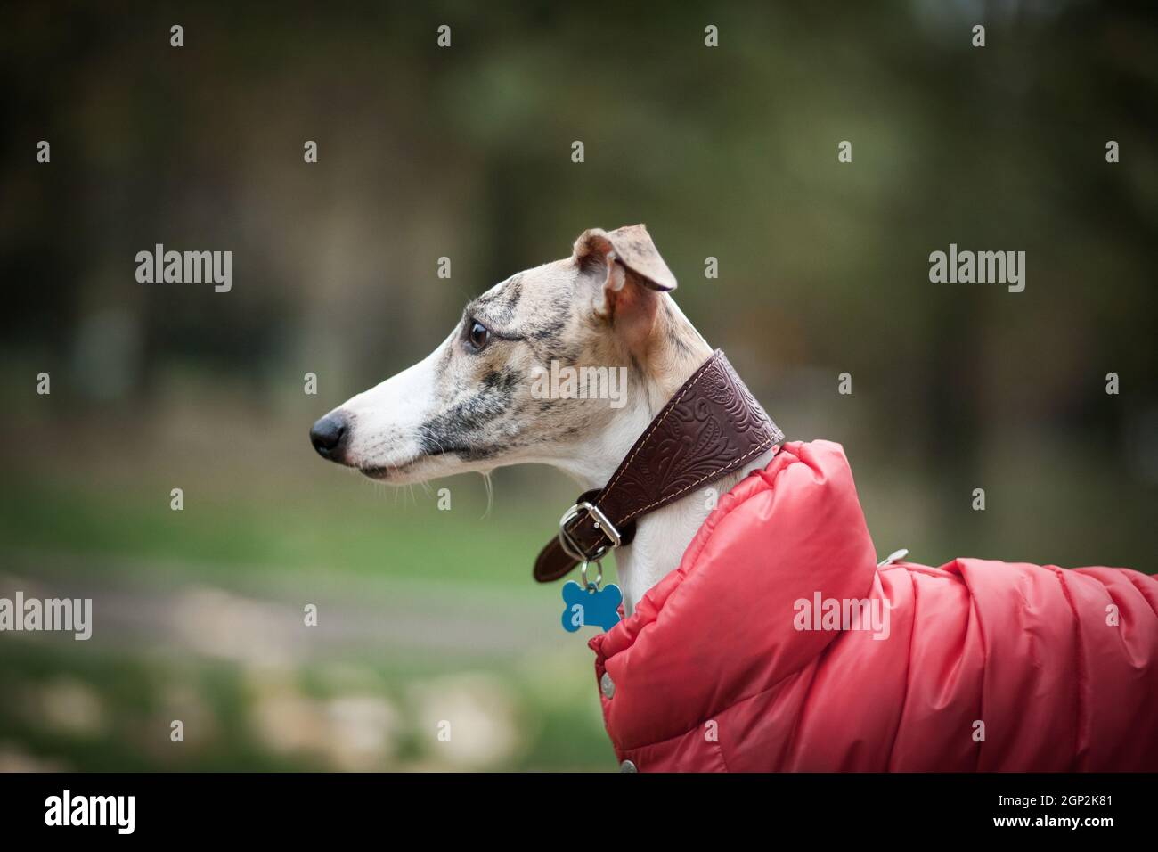 Chien couleur tigre blanc et beige race de Whippet dans un costume rouge sur fond de verdure Banque D'Images