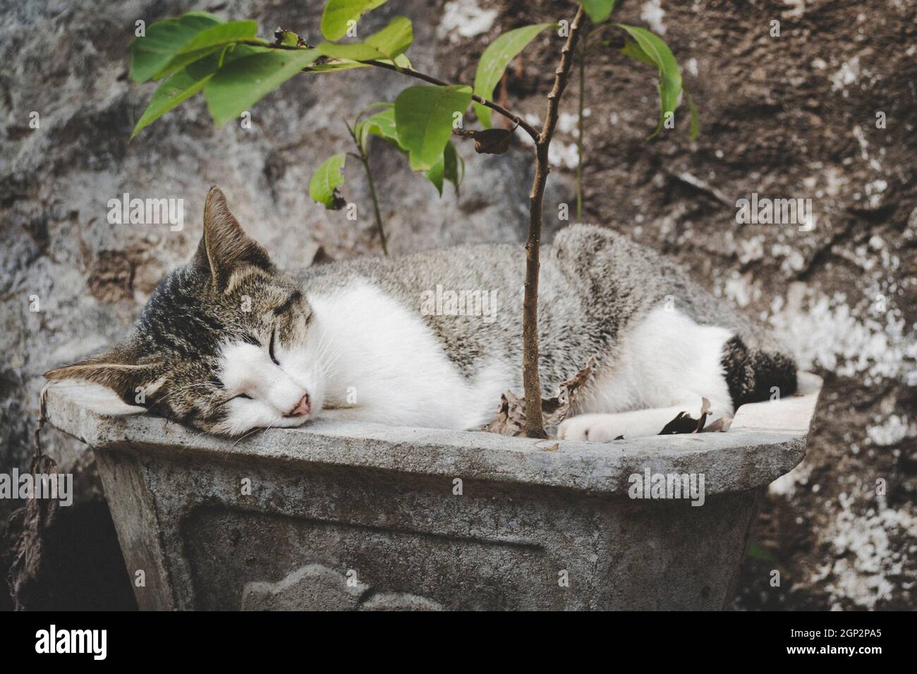 Jeune chat, plus un chaton, dormant dans un planteur illustrant la paix, le repos, la détente et la tranquillité. Modification créative désactivée. Banque D'Images