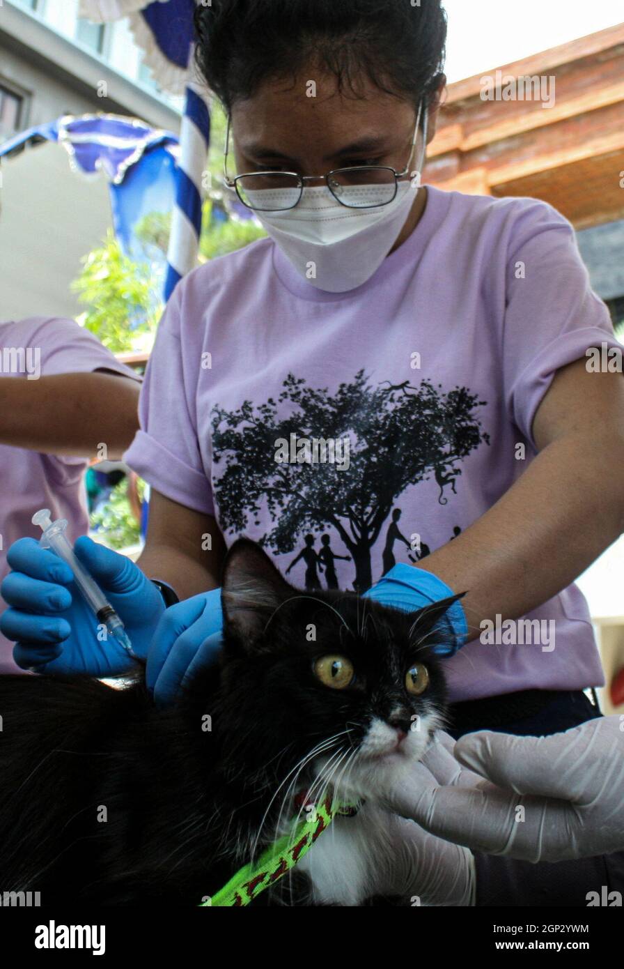 Surabya, Indonésie. 28 septembre 2021. Un vétérinaire donne à un chat une dose de vaccin contre la rage le jour de la rage mondiale, à un site de vaccination en conduite à Surabaya, Java-est, Indonésie, le 28 septembre 2021. La Journée mondiale de la rage est célébrée chaque année afin de sensibiliser la population à la prévention de la rage et de souligner les progrès réalisés dans la lutte contre la maladie. Credit: Kurniawan/Xinhua/Alay Live News Banque D'Images
