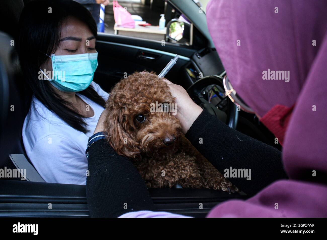 Surabya, Indonésie. 28 septembre 2021. Un vétérinaire donne à un chien une dose de vaccin contre la rage le jour de la rage mondiale, à un site de vaccination au volant à Surabaya, Java-est, Indonésie, le 28 septembre 2021. La Journée mondiale de la rage est célébrée chaque année afin de sensibiliser la population à la prévention de la rage et de souligner les progrès réalisés dans la lutte contre la maladie. Credit: Kurniawan/Xinhua/Alay Live News Banque D'Images