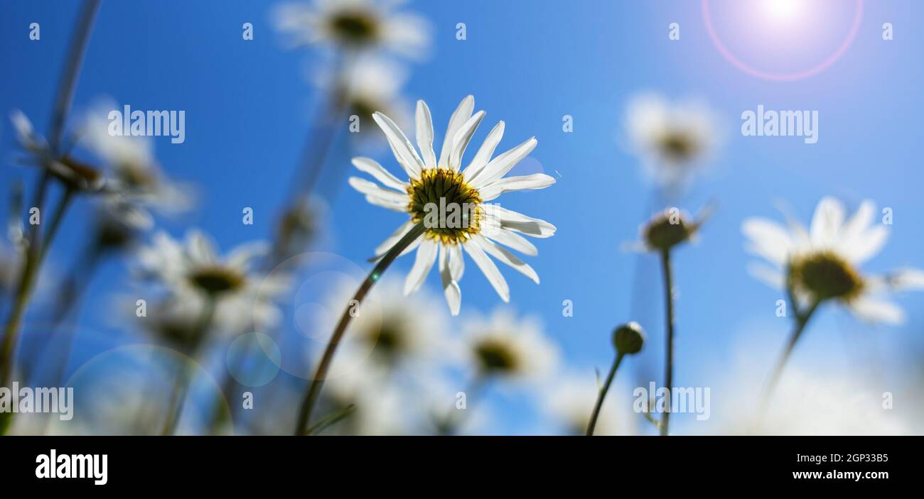 Été Marguerite fleurs jour ensoleillé. Guirlande de fleurs avec rayons de soleil. Concept de vue positive Banque D'Images