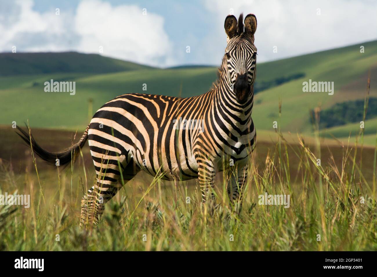 Zèbre unique debout dans le parc national de Nyika, Malawi. Longueur totale. Nature et collines vertes en arrière-plan défoqué Banque D'Images