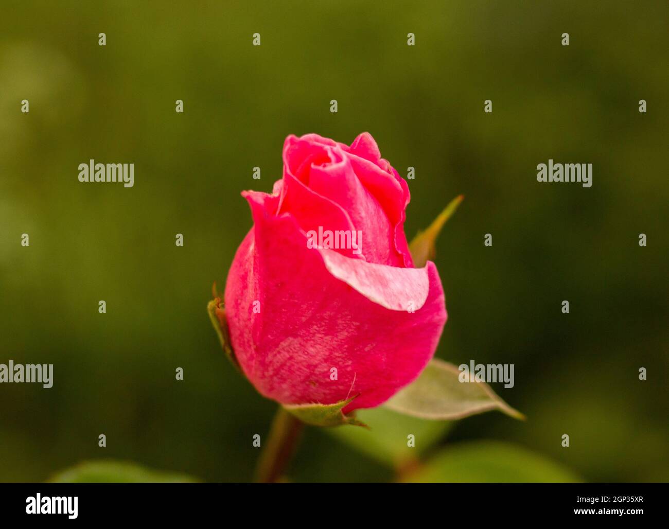 Une seule rose rose dans le jardin. Banque D'Images