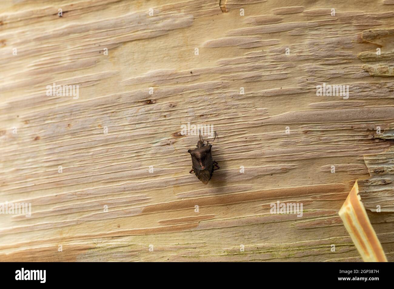 Insecte forestier (Pentatoma rufipes) sur l'écorce d'un arbre de bouleau à écorce de papier, Angleterre, Royaume-Uni Banque D'Images