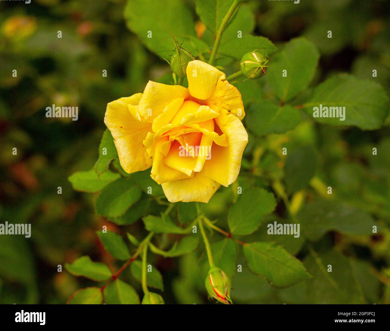 Une seule rose jaune dans le jardin des roses Banque D'Images