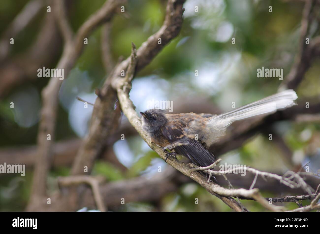 New Zealand fantail Rhipidura fuliginosa stretching. Île de steward. Nouvelle-Zélande. Banque D'Images
