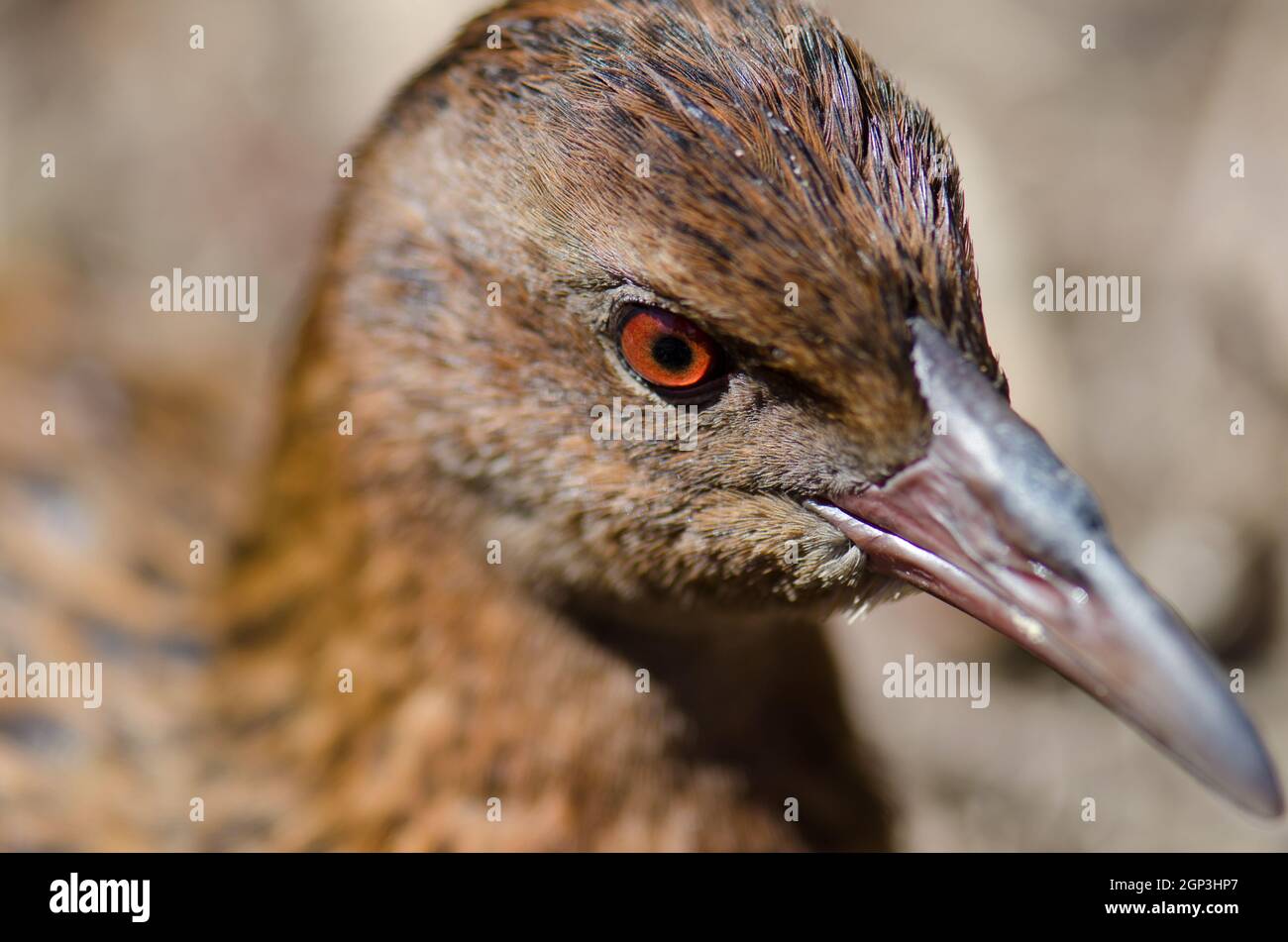 Steward Island weka Gallirallus australis scotti. Boulder Beach. Île Ulva. Parc national de Rakiura. Nouvelle-Zélande. Banque D'Images
