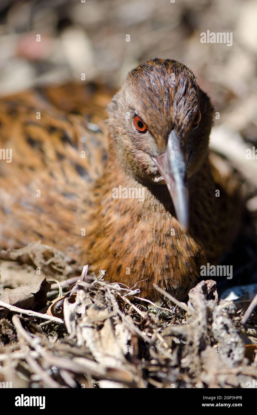 Steward Island weka Gallirallus australis scotti reposant. Boulder Beach. Île Ulva. Parc national de Rakiura. Nouvelle-Zélande. Banque D'Images