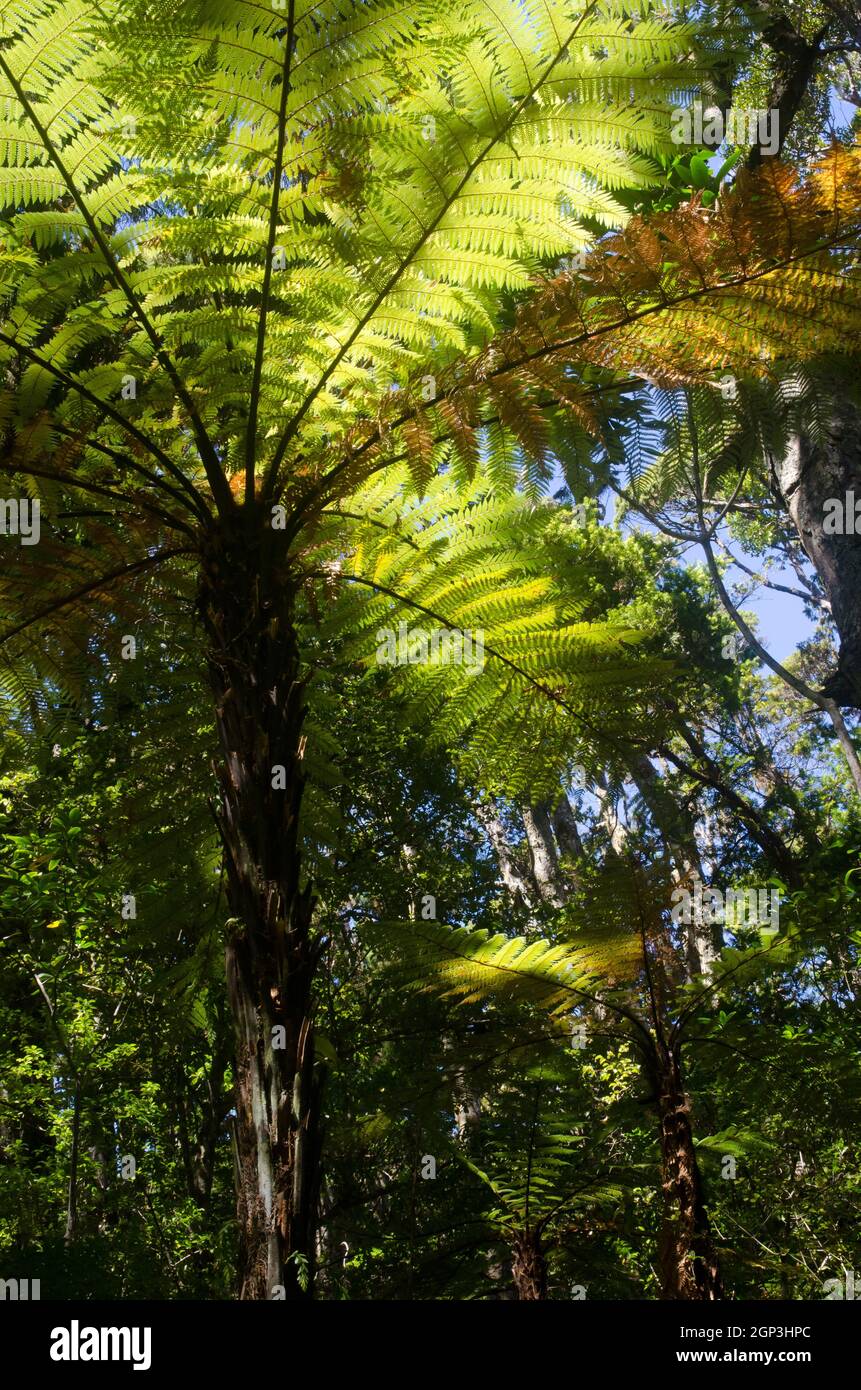 L'arbre de Nouvelle-Zélande fougères Dicksonia squarrosa dans une forêt tropicale. Île Ulva. Parc national de Rakiura. Nouvelle-Zélande. Banque D'Images