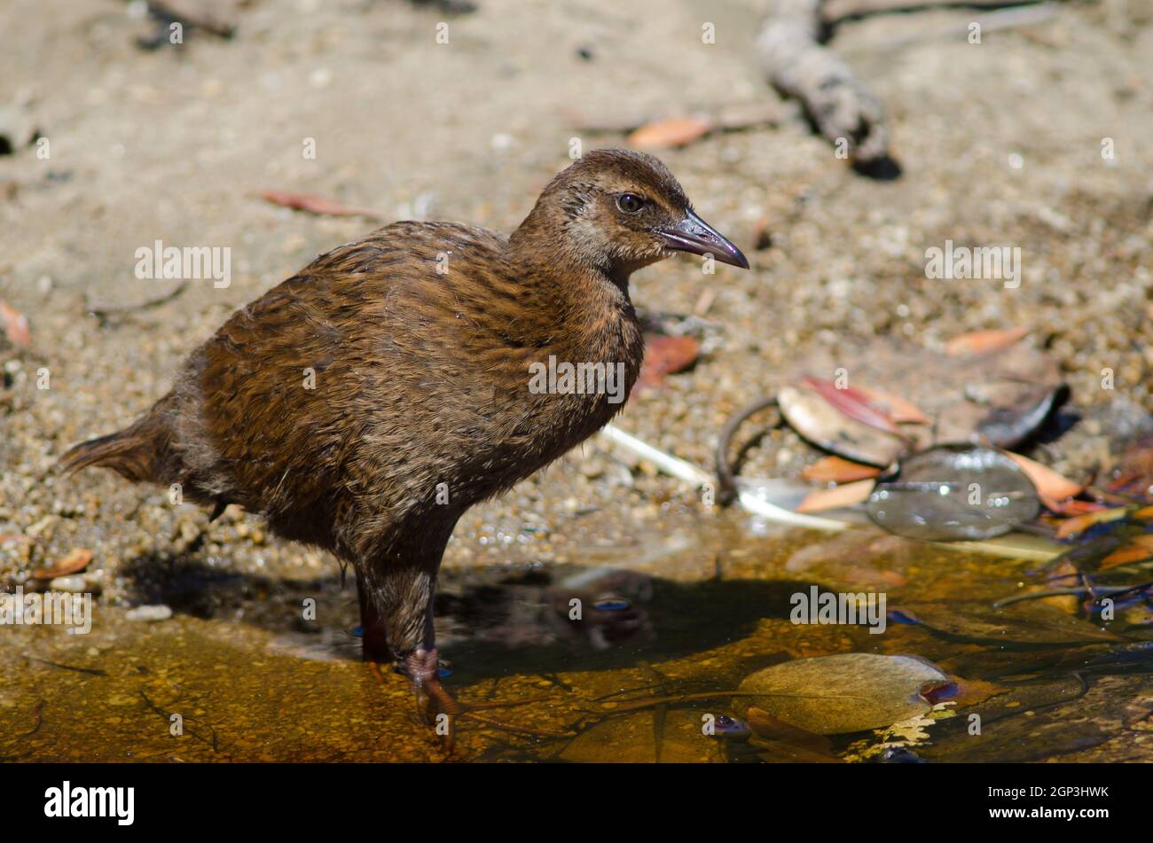Steward Island weka Gallirallus australis scotti. Juvénile. Boulder Beach. Île Ulva. Parc national de Rakiura. Nouvelle-Zélande. Banque D'Images