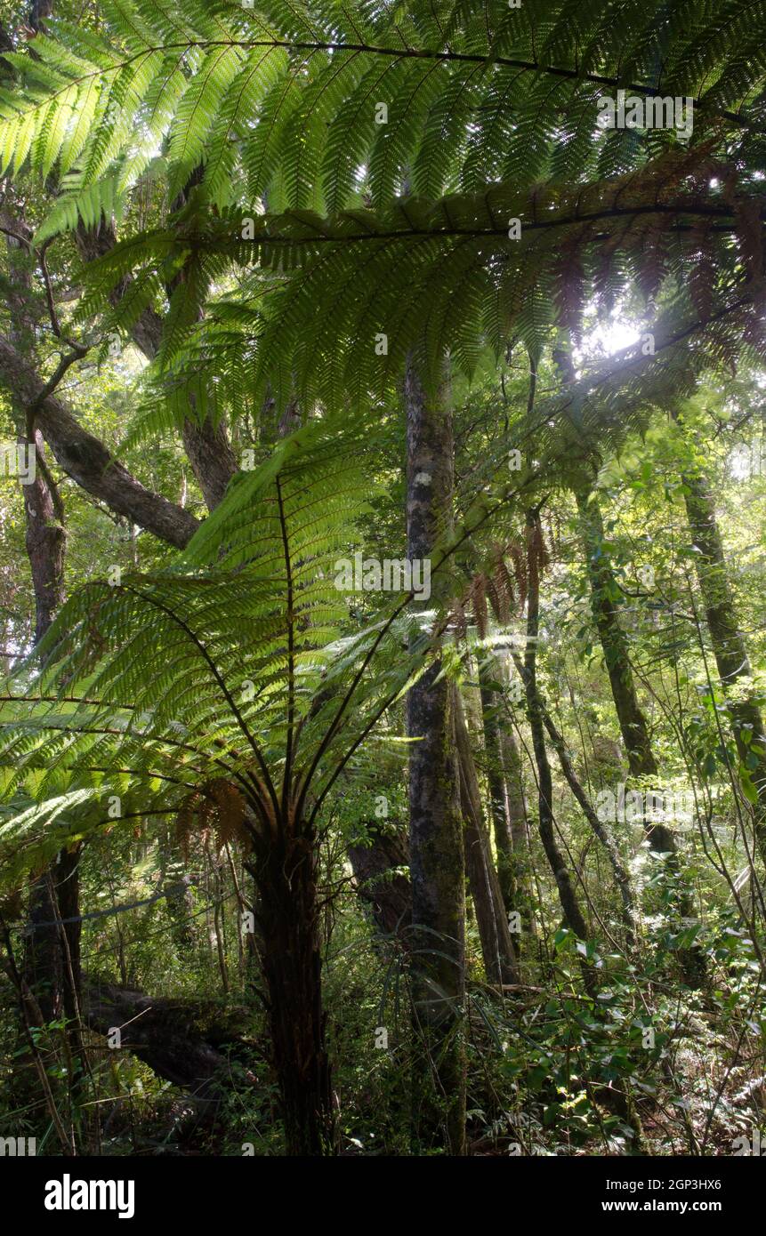 L'arbre de Nouvelle-Zélande fougères Dicksonia squarrosa dans une forêt tropicale. Île Ulva. Parc national de Rakiura. Nouvelle-Zélande. Banque D'Images