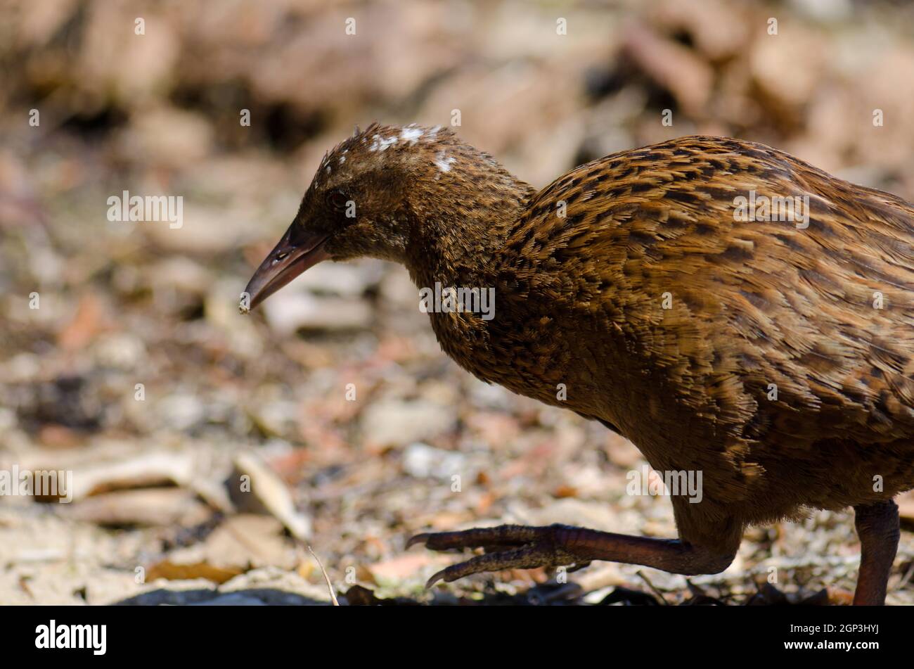 Steward Island weka Gallirallus australis scotti marche. Boulder Beach. Île Ulva. Parc national de Rakiura. Nouvelle-Zélande. Banque D'Images