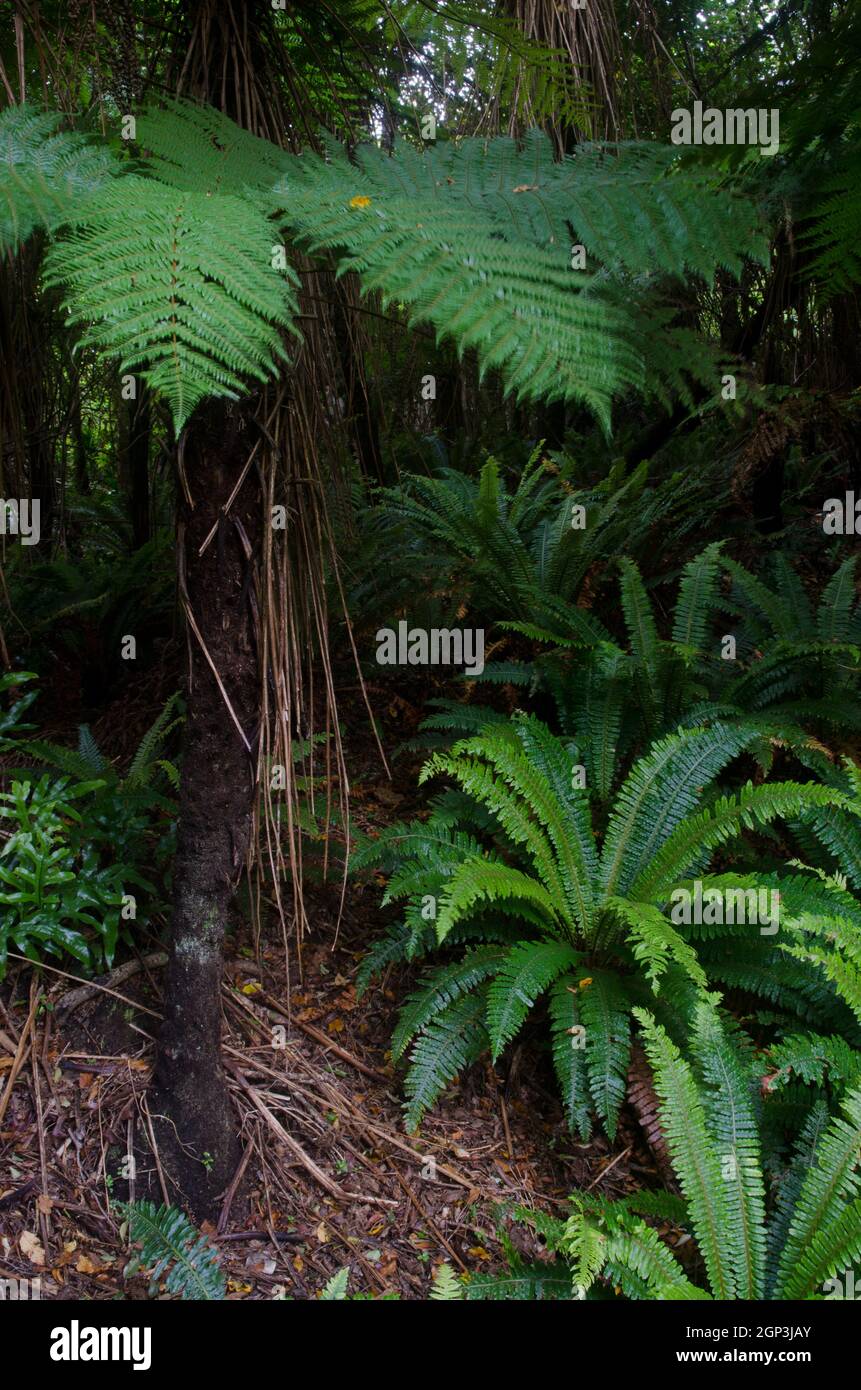 Forêt tropicale avec withith wheki Dicksonia squarrosa à gauche et fougères de couronne Lomaria se décolorent au coin inférieur droit. Île Stewart. Nouvelle-Zélande. Banque D'Images