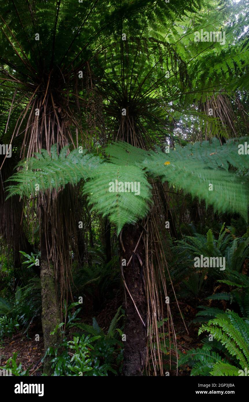 L'arbre de Nouvelle-Zélande fougères Dicksonia squarrosa. Île Stewart. Nouvelle-Zélande. Banque D'Images