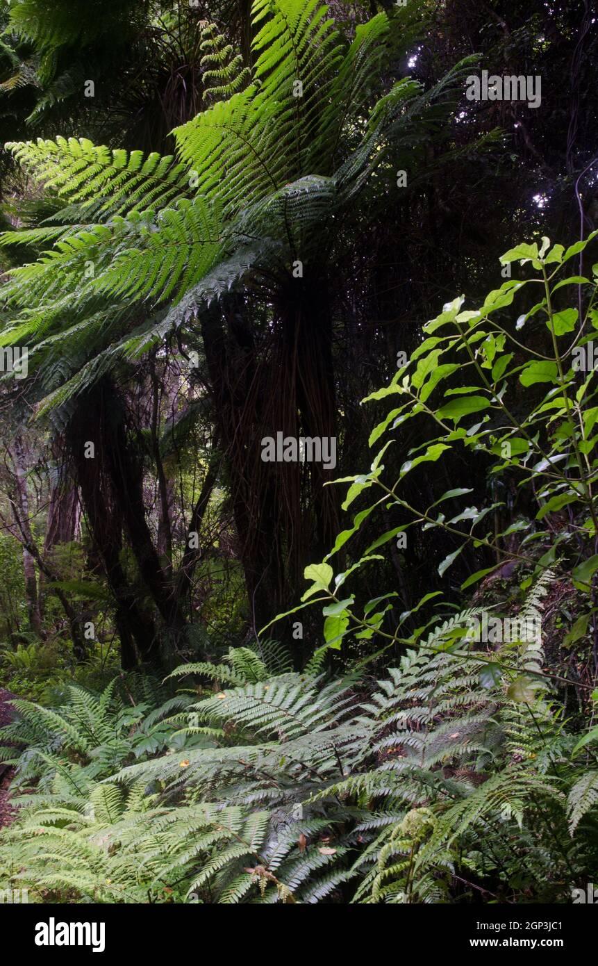 Végétation avec la fougère d'arbre de Nouvelle-Zélande Dicksonia squarrosa au milieu. Île Stewart. Nouvelle-Zélande. Banque D'Images