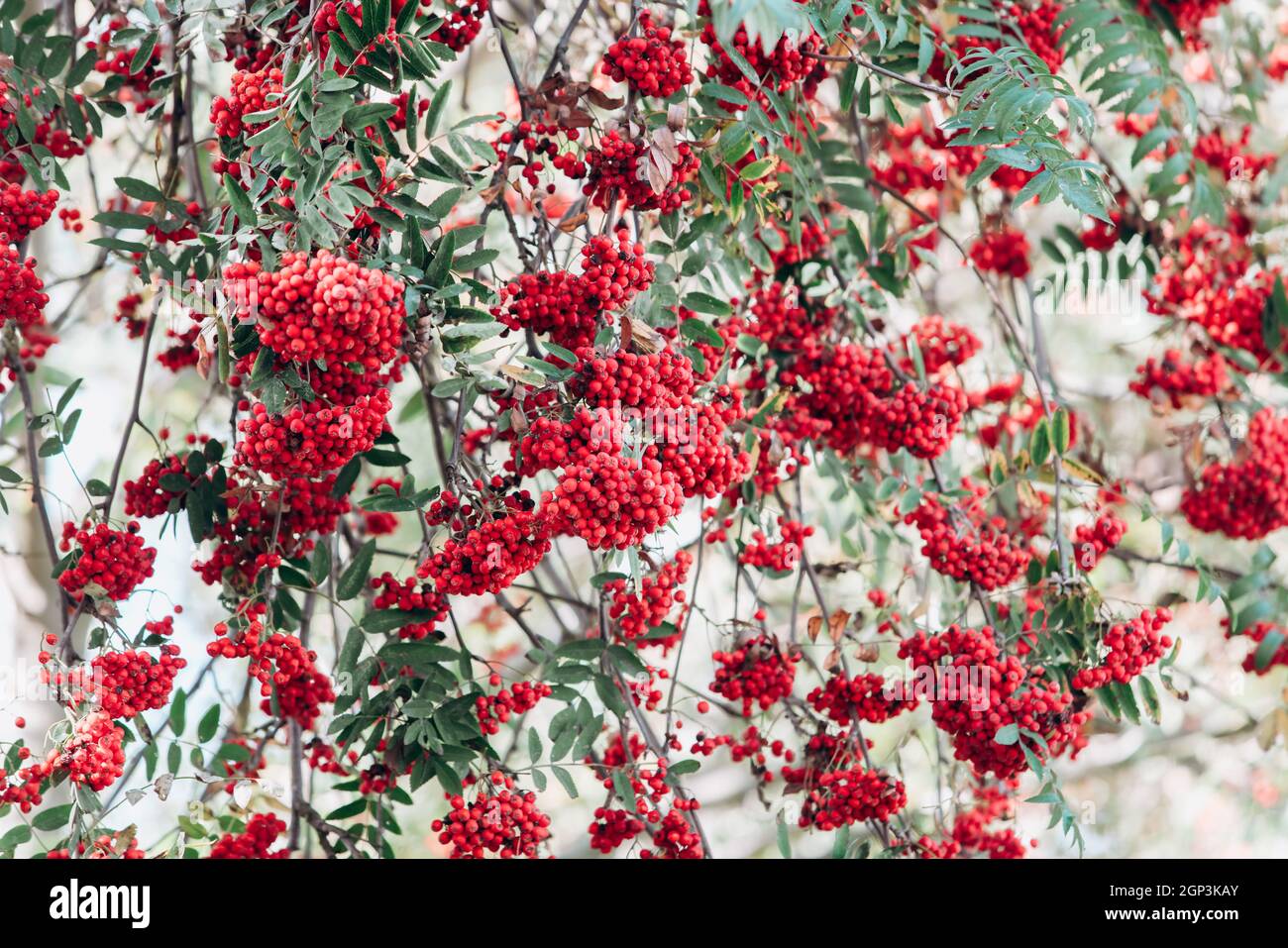 Rowan sur les branches. Rowan sur les branches dans le jardin. Vue rapprochée. Banque D'Images