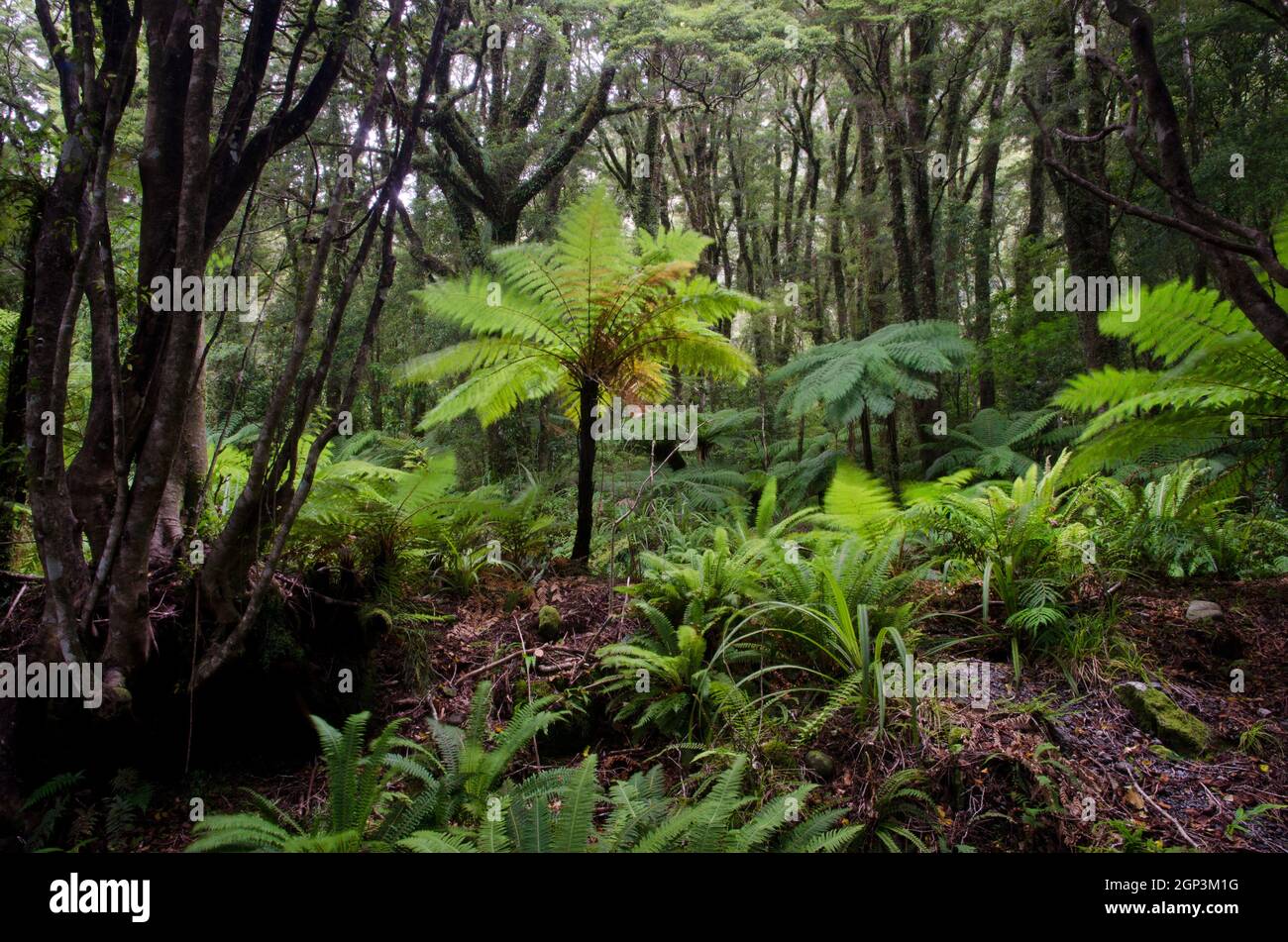 Forêt tropicale avec fougères d'arbres de Nouvelle-Zélande Dicksonia squarrosa et fougères de couronne Lomaria se décolorent. Parc national de Fiordland. Île du Sud. Nouvelle-Zélande. Banque D'Images