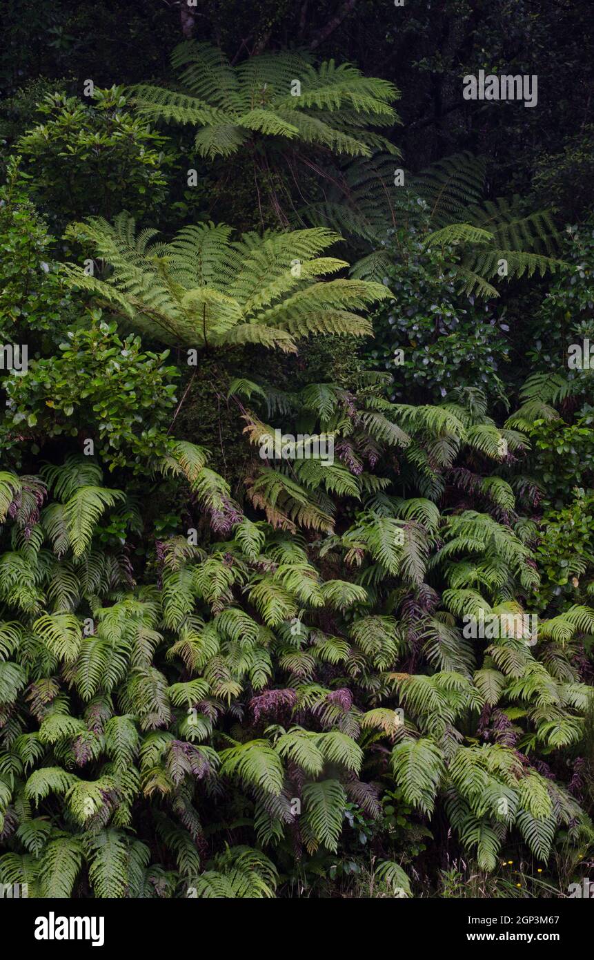 Wheki Dicksonia squarrosa sur le dessus et palmier-feuilles fougères Parabelchnum novae-zelandiae sur le fond. Parc national de Fiordland. Île du Sud. Nouvelle-Zélande. Banque D'Images