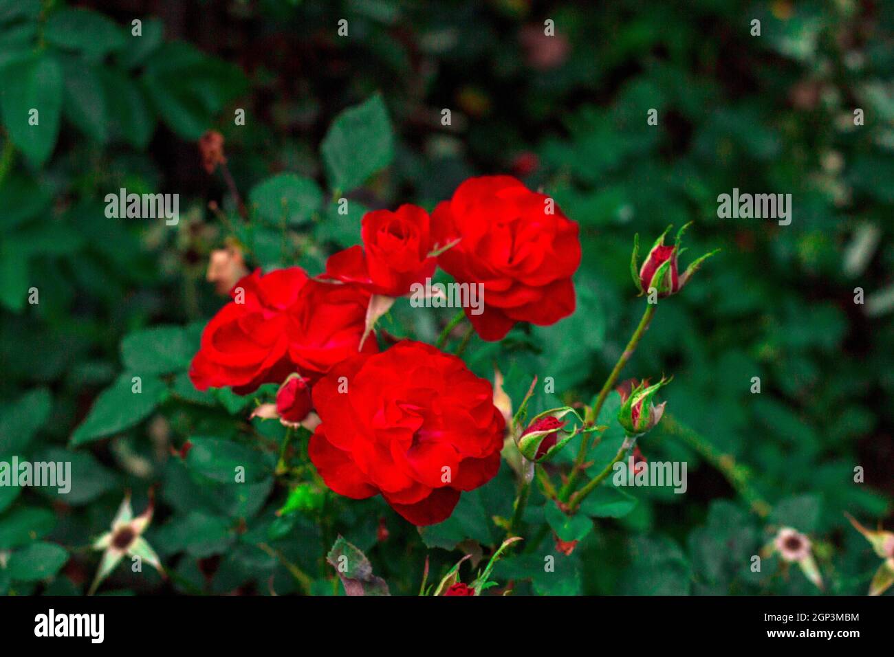 Roses rouges dans le jardin de roses. Banque D'Images