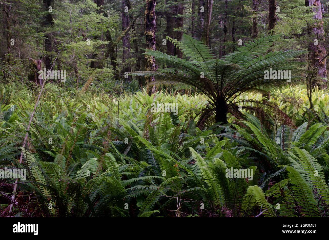 Forêt tropicale avec la fougère d'arbre de Nouvelle-Zélande Dicksonia squarrosa et les fougères de couronne Lomaria décolorent. Parc national de Fiordland. Île du Sud. Nouvelle-Zélande. Banque D'Images
