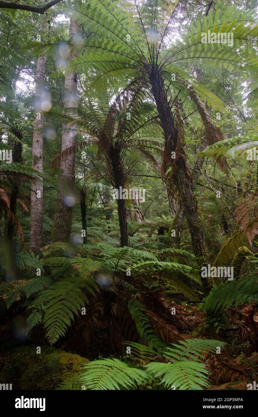 Forêt tropicale avec arbre de Nouvelle-Zélande fougères Dicksonia squarrosa en un jour pluvieux. Parc national de Fiordland. Sud-pays. Île du Sud. Nouvelle-Zélande. Banque D'Images
