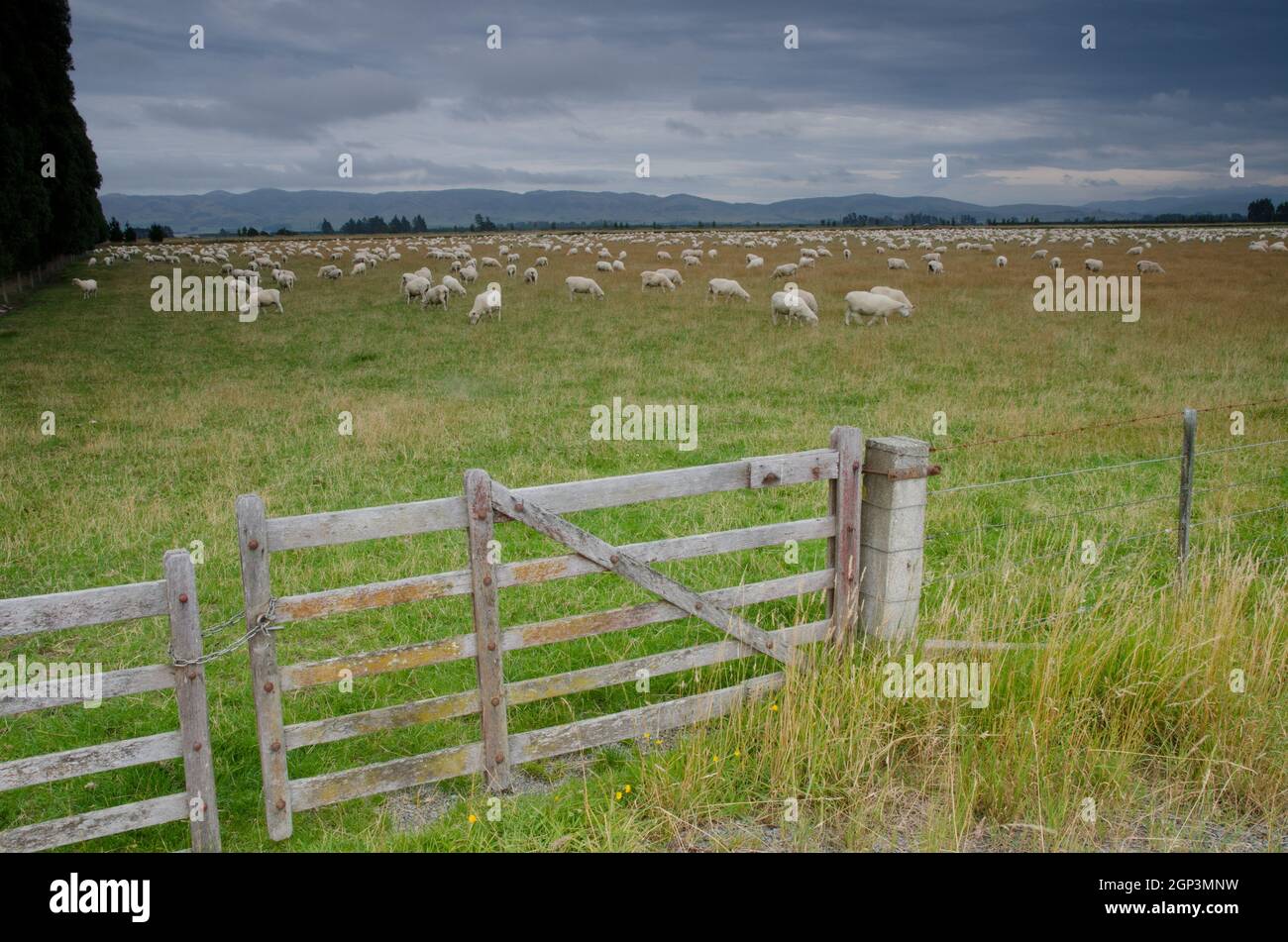 Troupeau de moutons Ovis aries. Sud-pays. Île du Sud. Nouvelle-Zélande. Banque D'Images