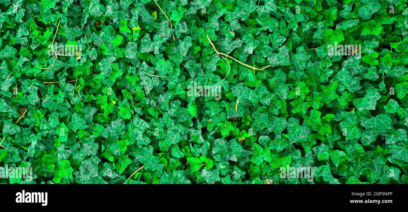 Texture des feuilles vert clair, arrière-plan abstrait. Banque D'Images