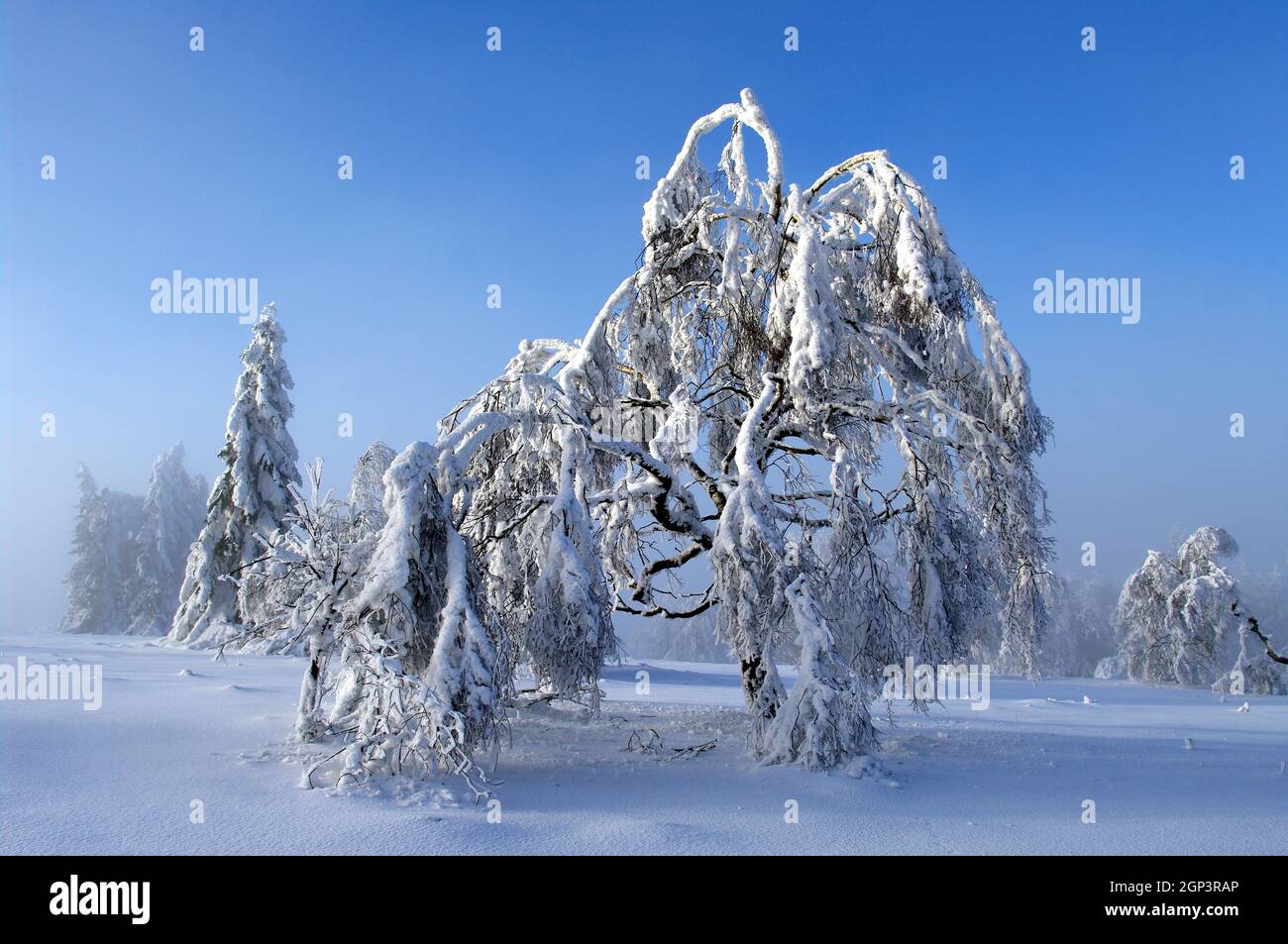 Bäume auf dem Kahlen Asten im Rothaargebirge vor blauem Winterhimmel und leichtem Nebel. Der Baum im Vordergrund ist eine Birke in der Banque D'Images