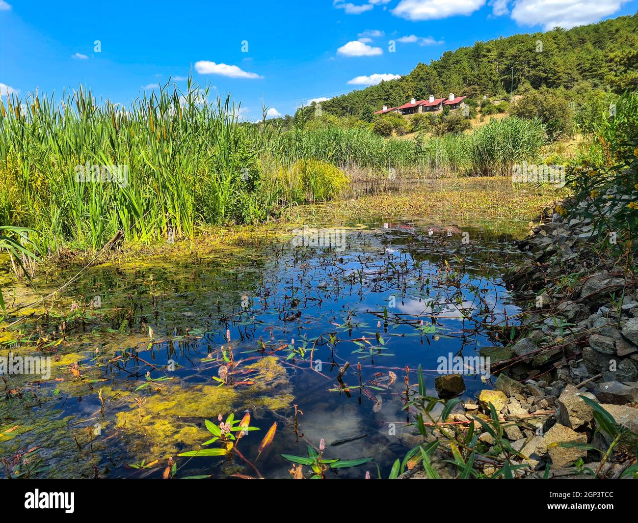 Reflet du ciel et des roseaux dans le lac.Parc national de Karagöl Turquie - Ankara. Banque D'Images