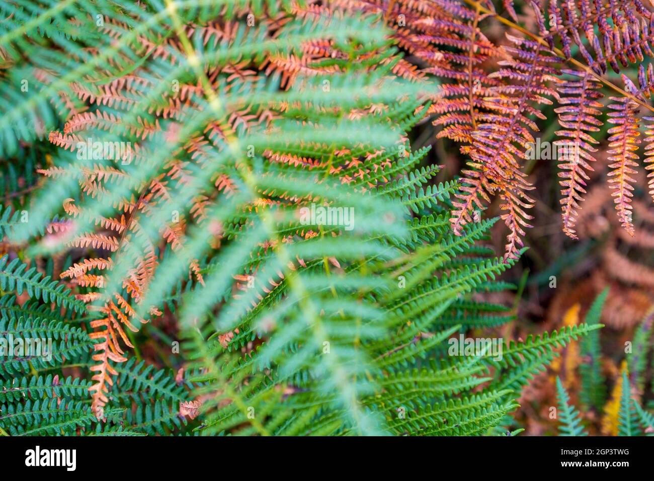 Bracken / fougères se tournant vers les couleurs d'automne dans British hedgerow Banque D'Images