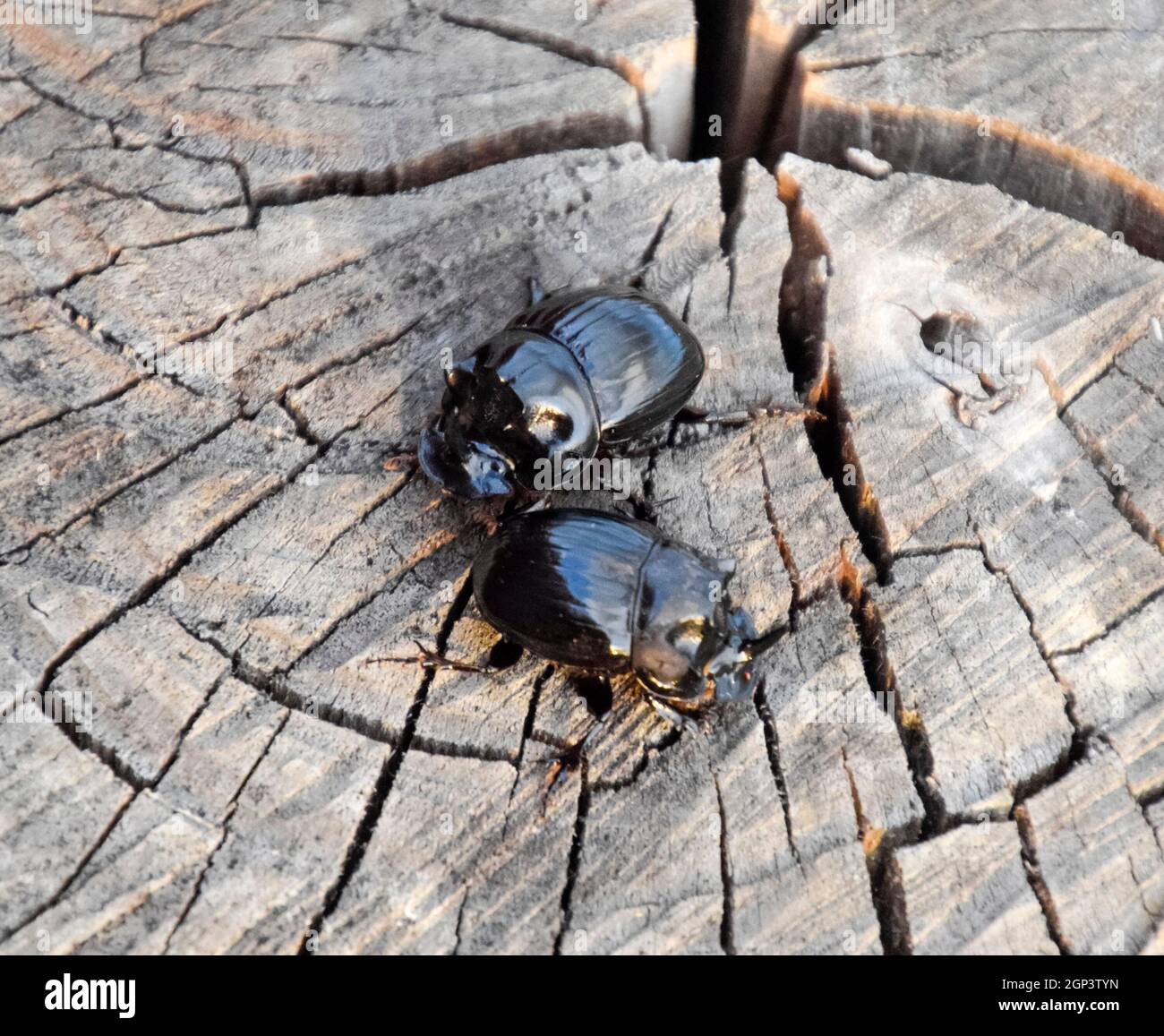 Un rhinocéros ponderosa sur une coupe d'une souche d'arbre. Une paire de scarabées rhinocéros. Banque D'Images