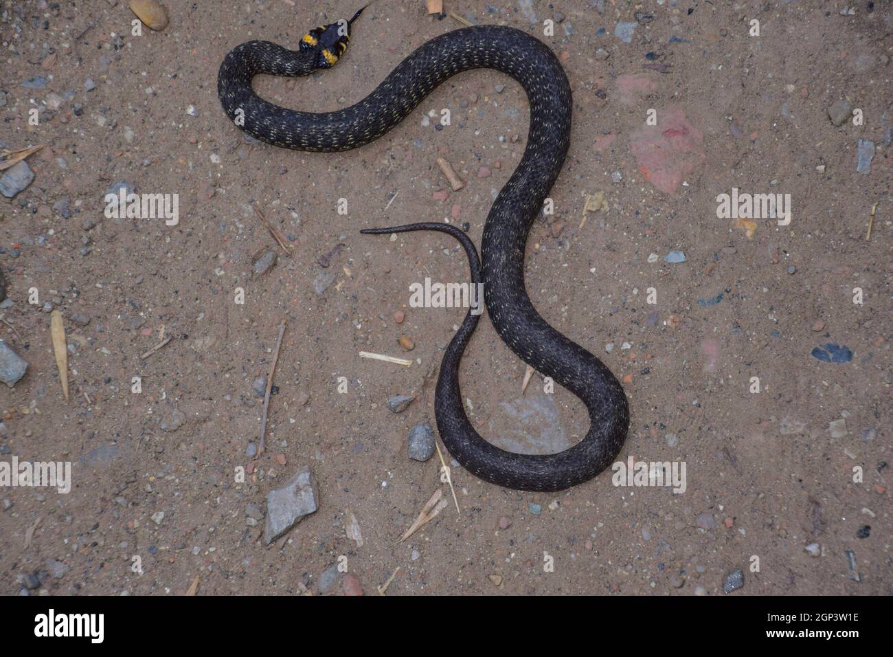 Couleuvre, rampant sur le sol. Serpent non venimeux. Effrayés par la couleuvre. Banque D'Images