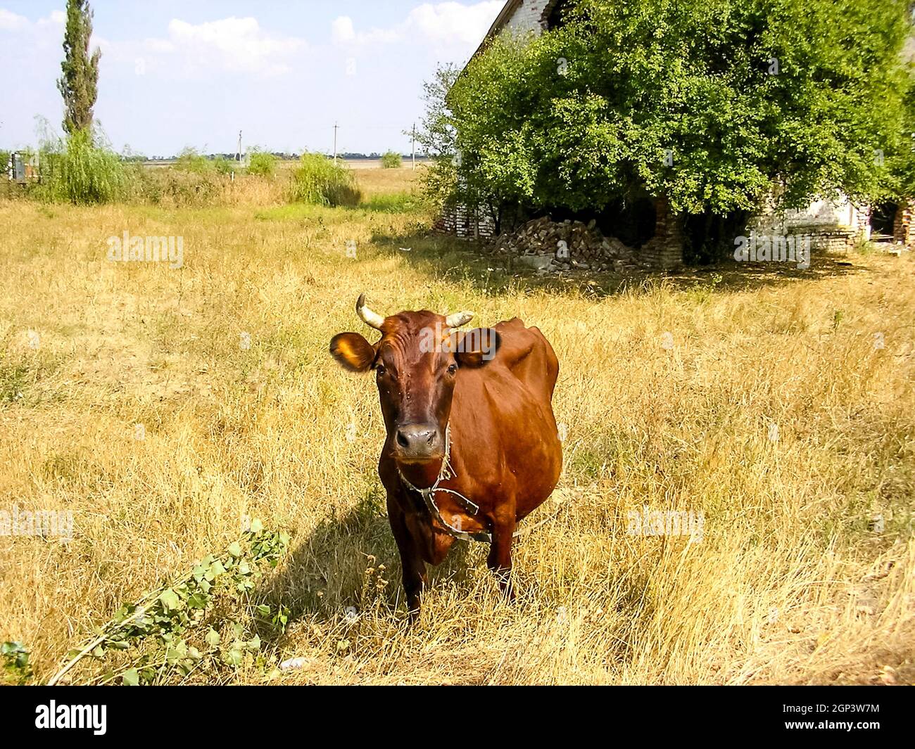 Vache brune sur le pâturage vache brune sur l'Alpage Banque D'Images