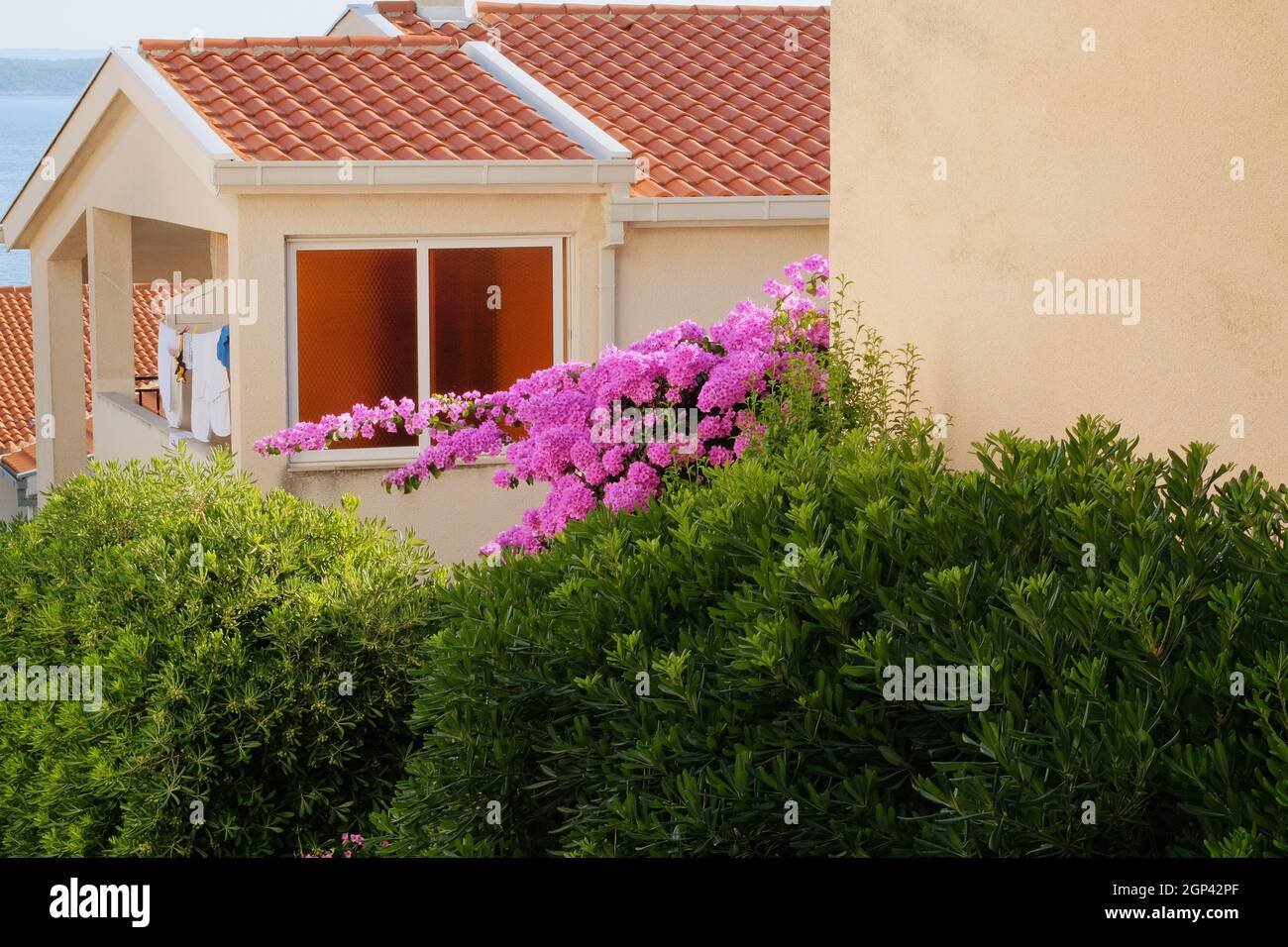 Le buisson de Bougainvillea se développe à côté de bâtiments résidentiels sur la côte de Croatie. Paysages d'été en voyage, fleurs violettes. Banque D'Images