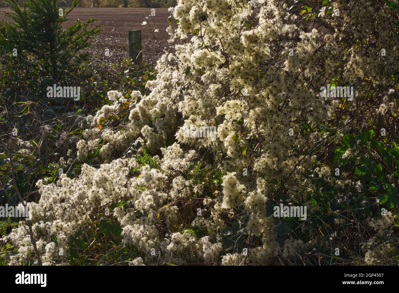 Clematis vitalba (Ranunculaceae) en plein soleil sur South Downs, West Sussex, Angleterre. Également connu sous le nom de la barbe de l'ancien homme et de la joie du voyageur Banque D'Images