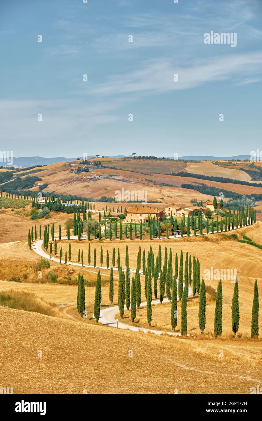 Chemin sinueux de cyprès sur les douces collines de Toscana, Italie Banque D'Images