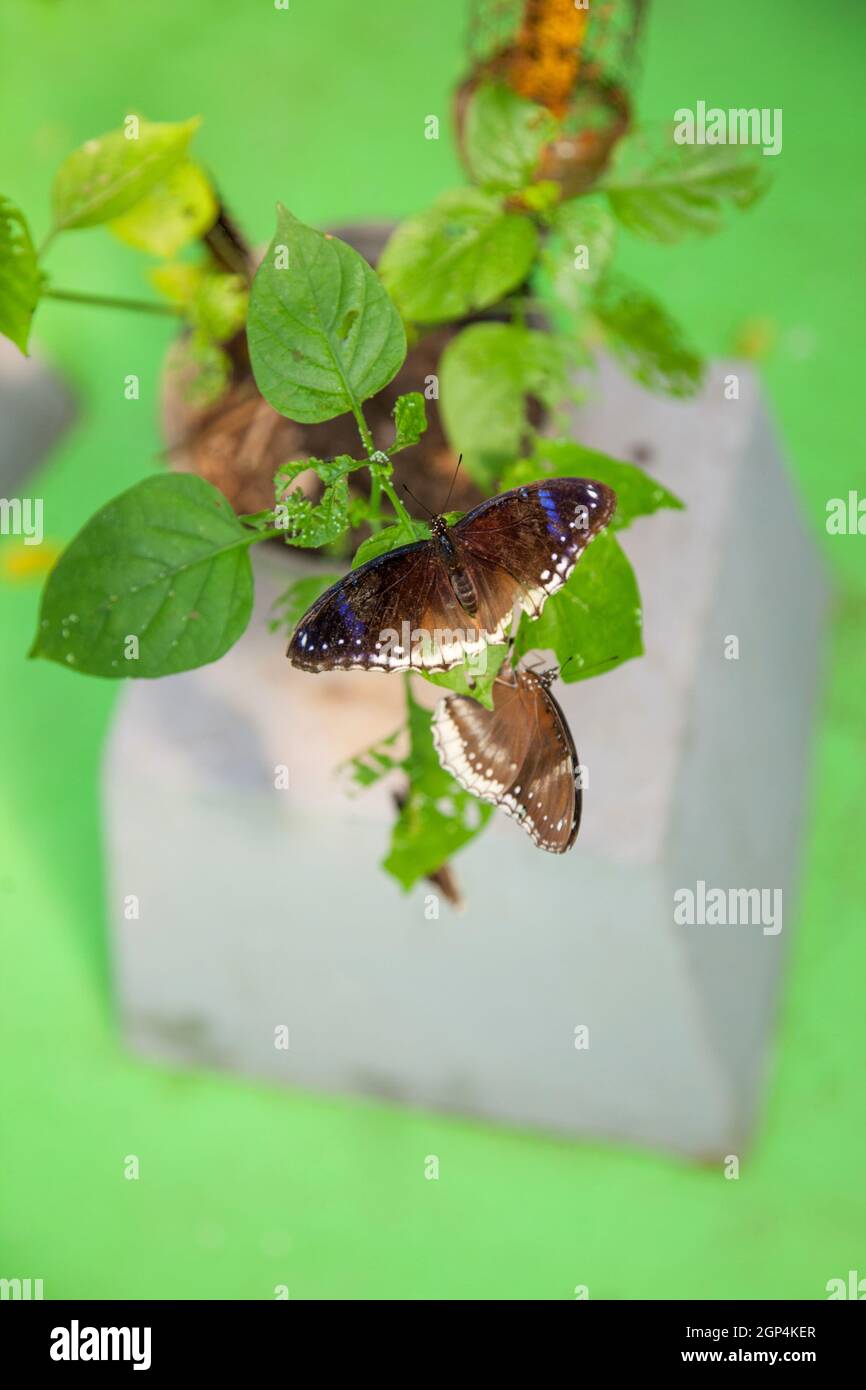 De beaux papillons nain volent et se nourrissent dans un jardin botanique de Phuket, en Thaïlande. Beau papillon, un insecte se nourrit de nectar dans une botanica Banque D'Images De beaux papillons nain volent et se nourrissent dans un jardin botanique de Phuket, en Thaïlande. Beau papillon, un insecte se nourrit de nectar dans une botanica Banque D'Images