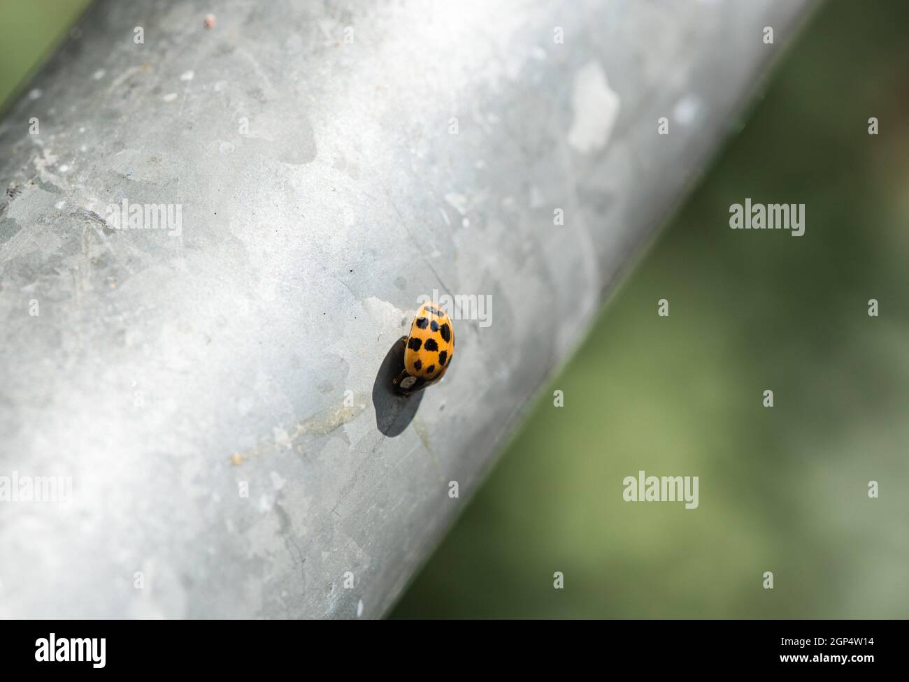 Coccinelle arlequin (Harmonia axyridis) Banque D'Images