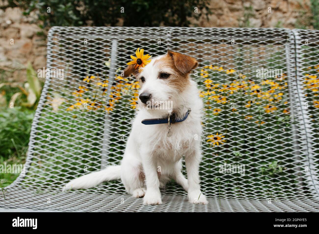 Portrait Jack russell chien avec une fleur de pâquerette assis sur un banc de parc Banque D'Images