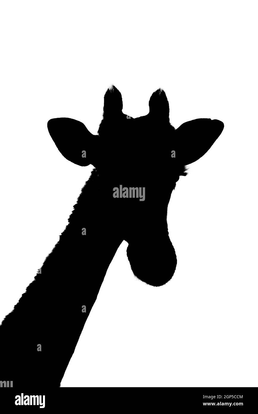 Silhouette de la tête et du cou de la girafe méridionale Banque D'Images