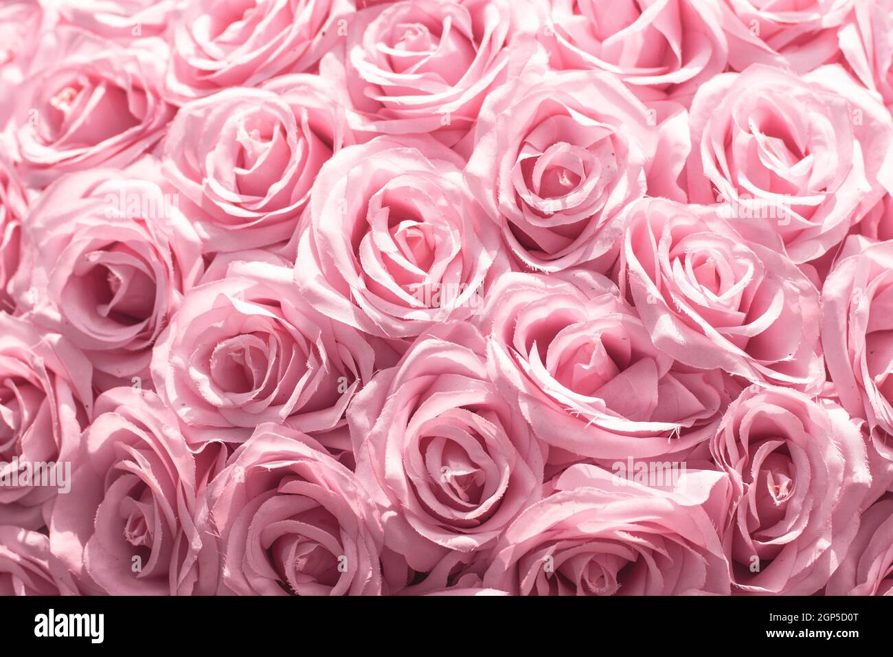 Focus sélectif beau rose fleurs fond . abstrait doux rose fleur fond .beau rose roses fleur fleur fleur fond de fleur Banque D'Images