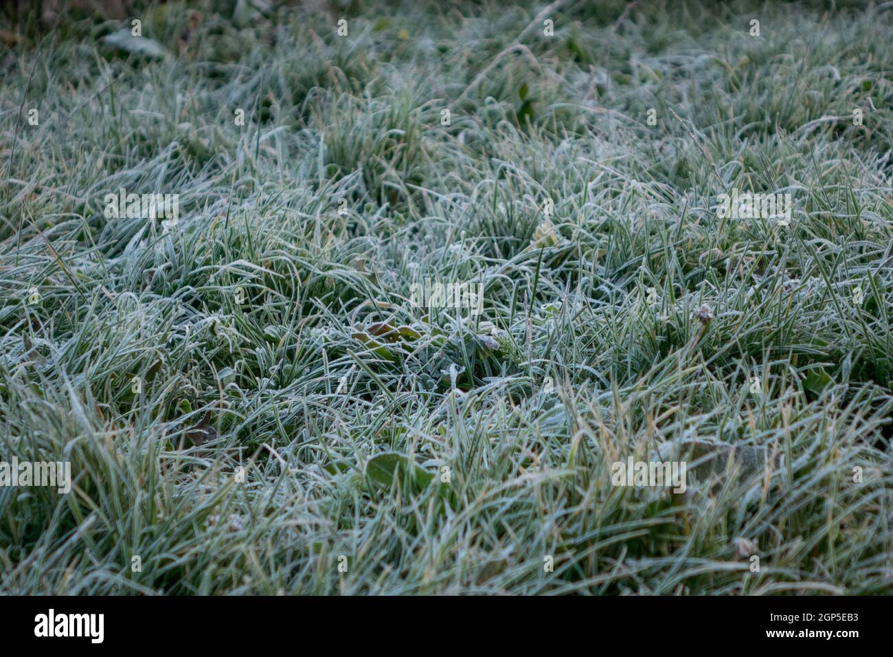 Arrière-plan de l'herbe verte recouverte de givre. Premières gelées avant l'hiver. Tapis gazon tôt le matin. Concept - contexte de la conception. Banque D'Images