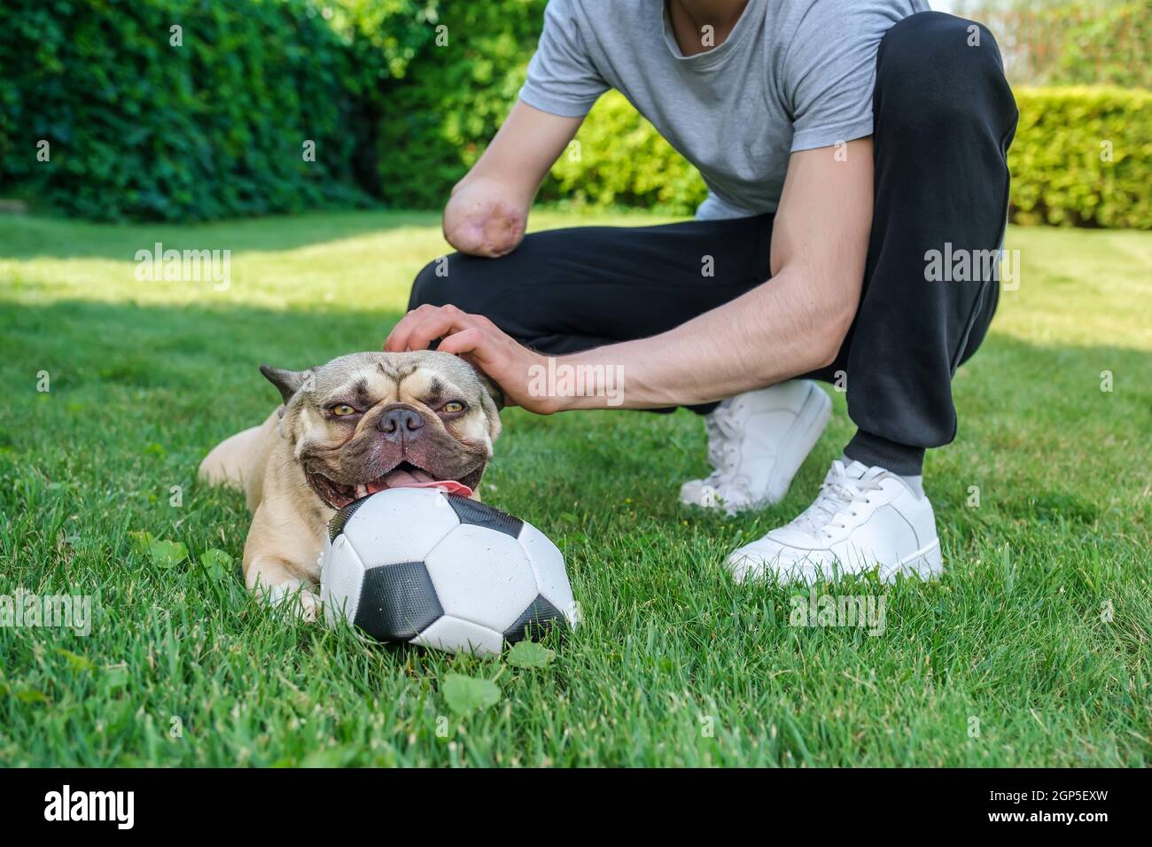 Bulldog français mâchant sur un ballon de football à l'extérieur Banque D'Images