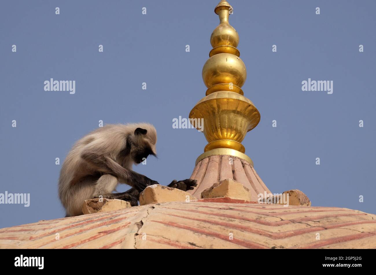 Gray Langur sur le mur à Amber fort à Jaipur, Rajasthan, Inde Banque D'Images