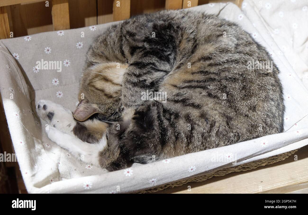 Un chat se trouve dans un magasin d'art de l'âme X-Creativity de Pékin, boutique de souvenirs à Nanluoguxiang hutong à Beijing, en Chine Banque D'Images